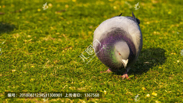 斑鳩