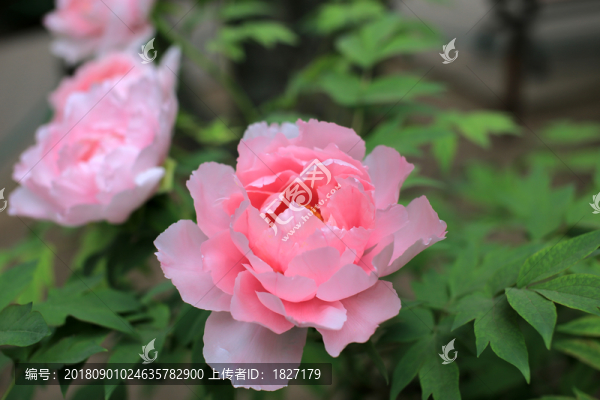 牡丹花