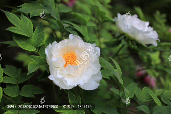 姚黃牡丹