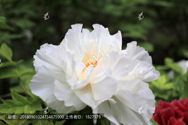白色牡丹花