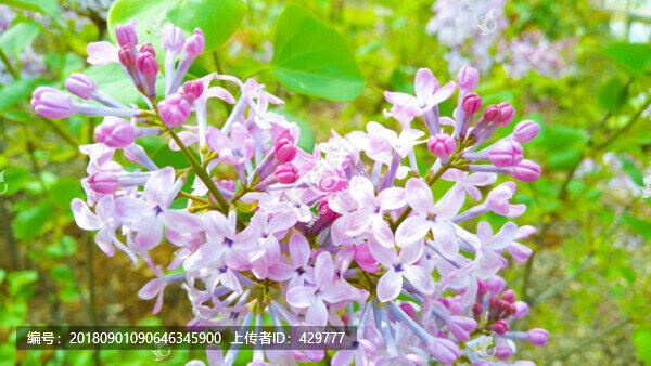丁香花
