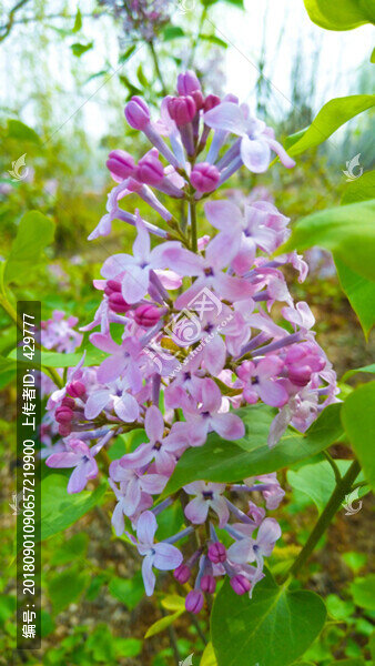 丁香花開(kāi)