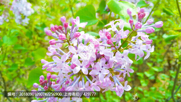丁香花
