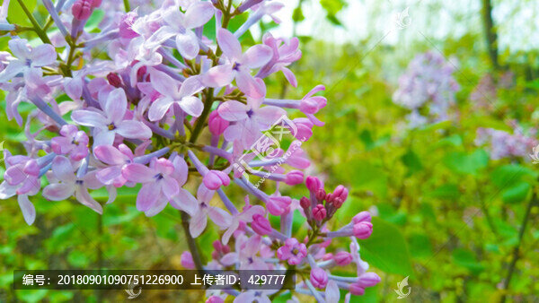 丁香花