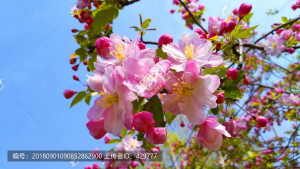 海棠花