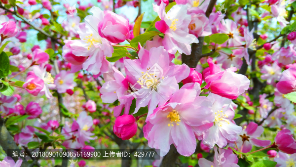 海棠花