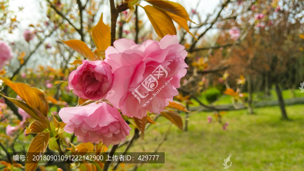 櫻花