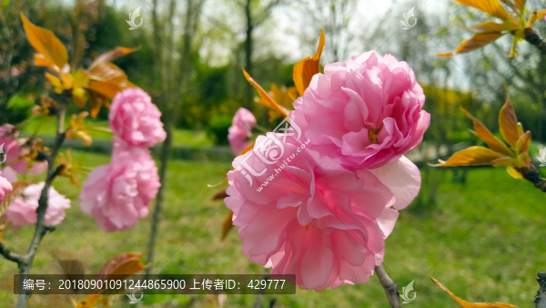 海棠花