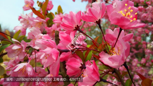 海棠園