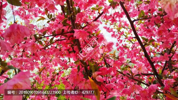 春光無限