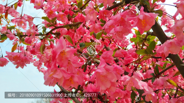 春天園林花卉