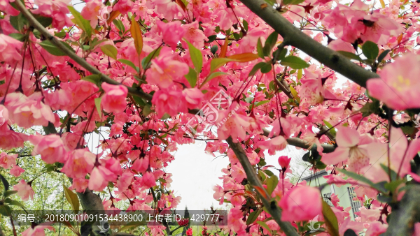 海棠花