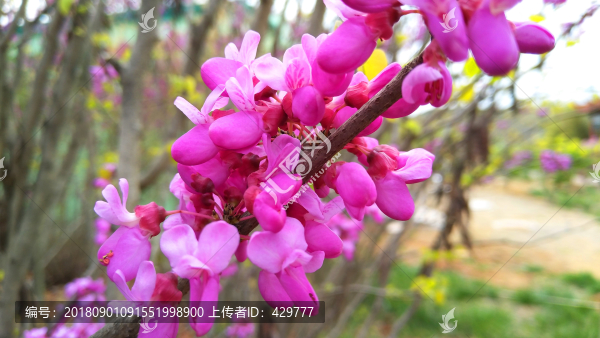紫荊花