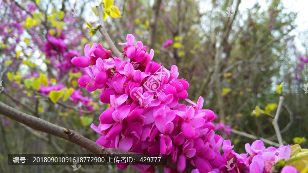 紫荊花