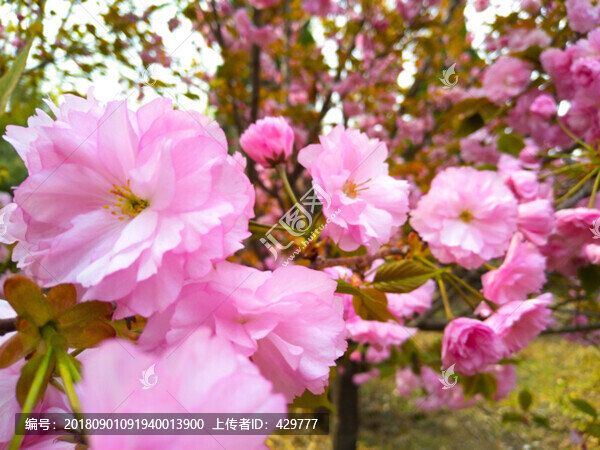 櫻花園