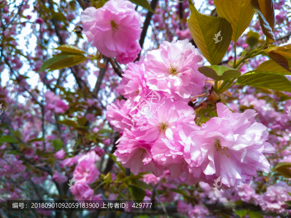 櫻花園