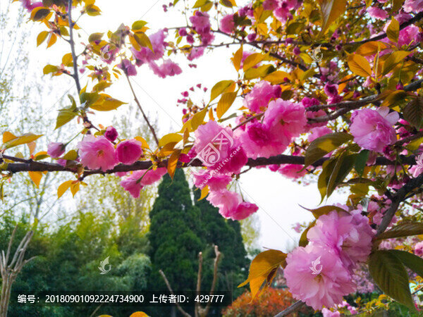 櫻花園