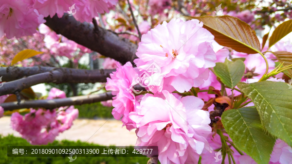 櫻花