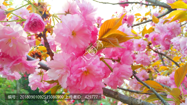 櫻花