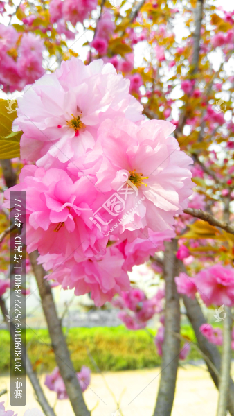 櫻花