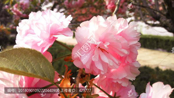 櫻花