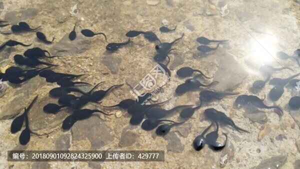 一群蝌蚪