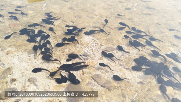 游動(dòng)的小蝌蚪
