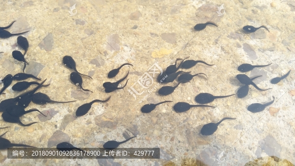 河邊蝌蚪