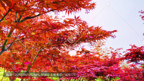 紅葉林