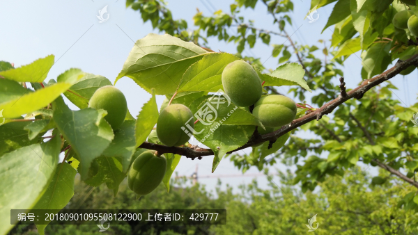 青杏