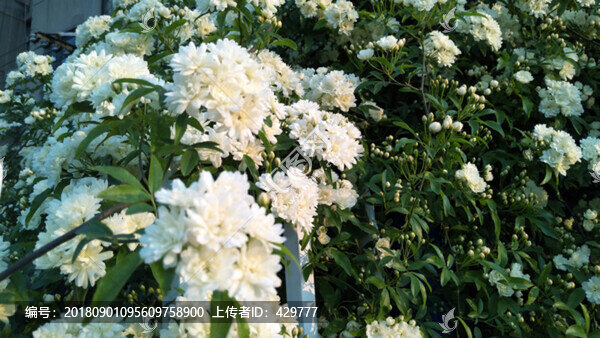 庭院花卉