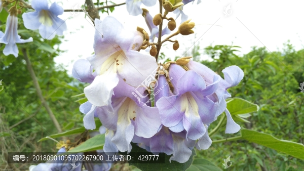 梧桐花