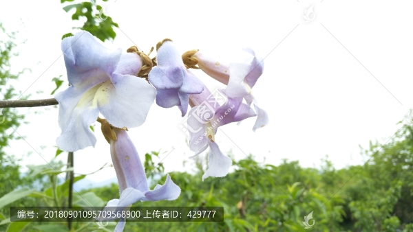 梧桐樹花