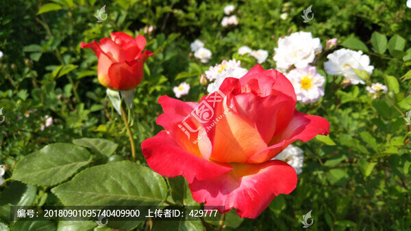 月季花
