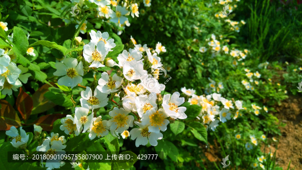 七里香花卉