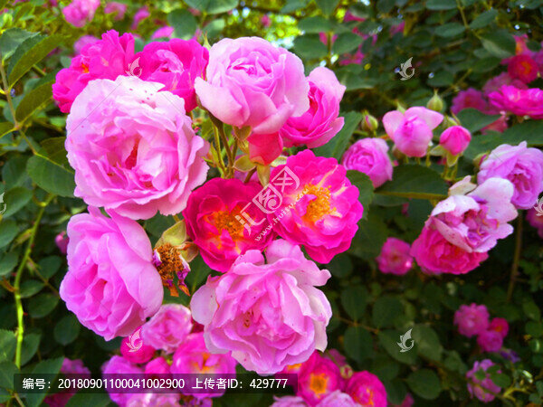 薔薇園