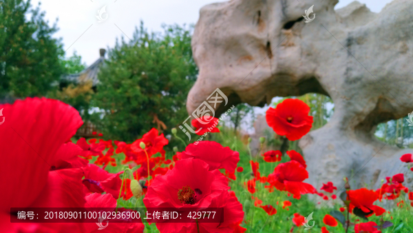 園藝花草