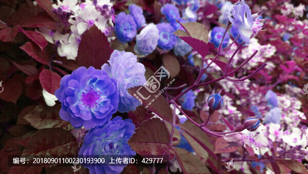 薔薇花