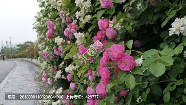 園林美化花卉