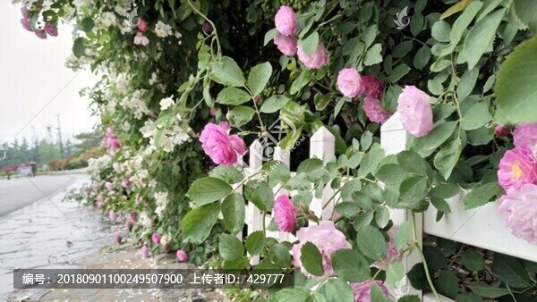 綠化花草