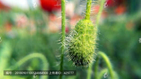 虞美人