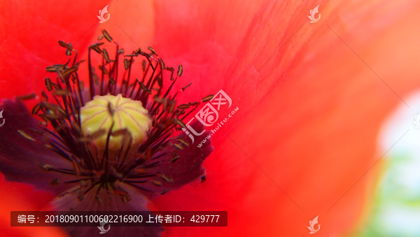 花蕊