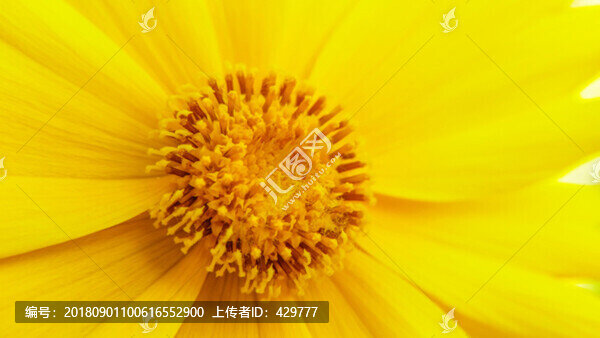 花蕊