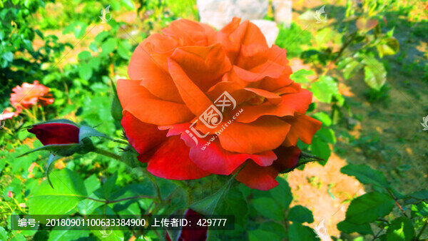 月季花