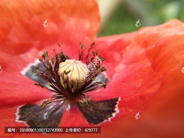 花蕊