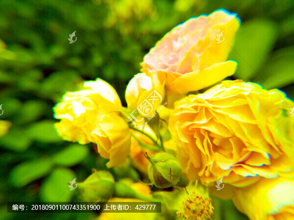 月季花