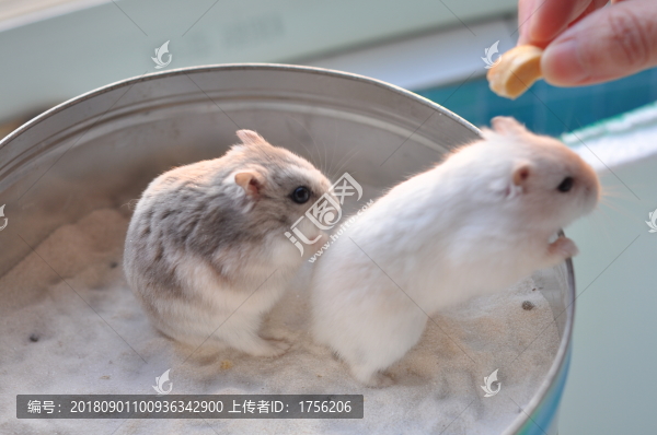 好玩的倉鼠