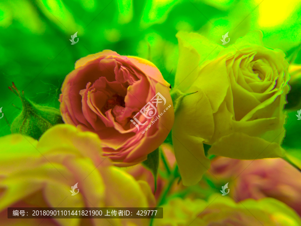 月季花