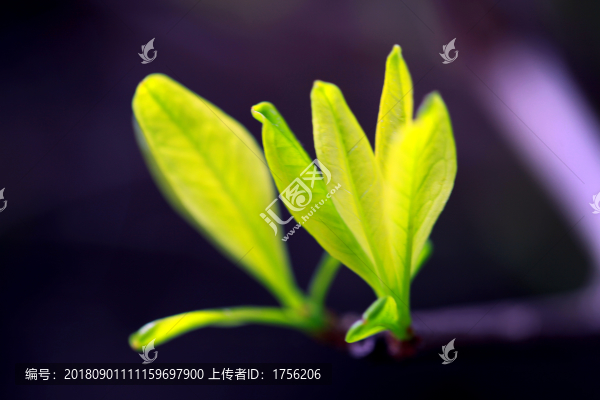 嫩葉