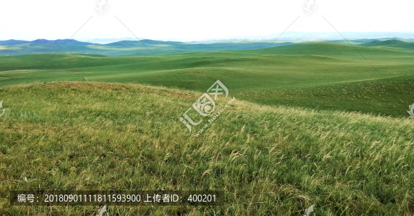 夏季草原風(fēng)光